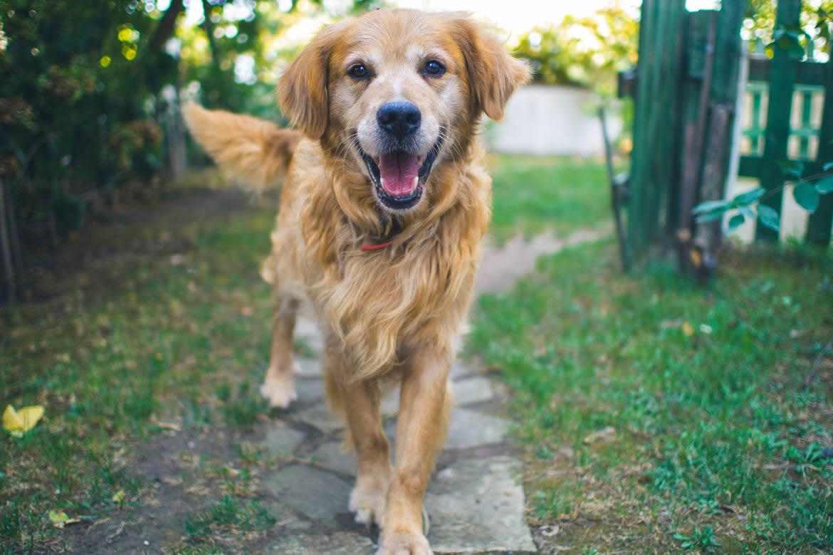 Happy Dog